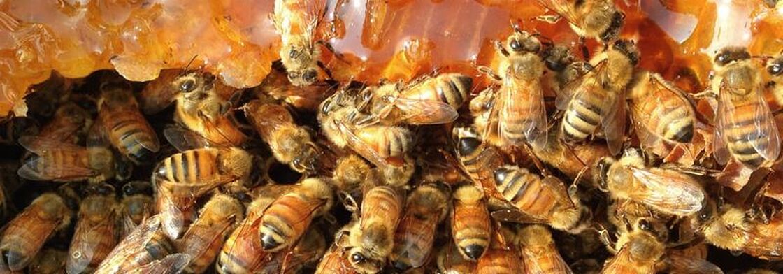 Honey bees on frame with broken honey